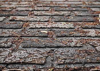 Laslo Roofing Images